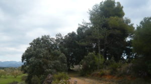 Detalle de Finca de avellanos en Cretas con pozo de agua