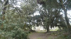 Foto de Finca de avellanos en Cretas con pozo de agua