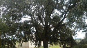 Vendemos Finca de avellanos en Cretas con pozo de agua