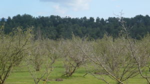 Finca de avellanos en Cretas en venta con pozo de agua