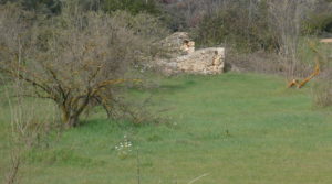 Finca de avellanos en Cretas para vender con pozo de agua por 63.000€