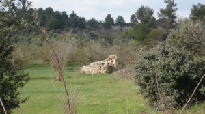 Foto de Finca de avellanos en Cretas con buen acceso