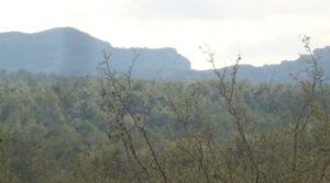 Finca de avellanos en Cretas para vender con pozo de agua