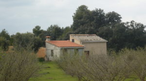 Finca de avellanos en Cretas a buen precio con pozo de agua por 63.000€