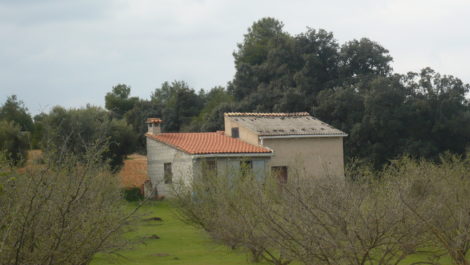 Finca de avellanos en Cretas