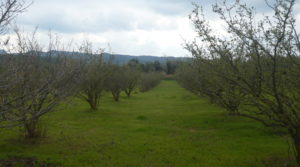 Finca de avellanos en Cretas a buen precio con pozo de agua