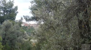 Foto de Casa y olivar en Fornoles con bodega por 19.000€