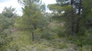 Foto de Casa y olivar en Fornoles con bodega