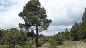 Vendemos Casa y olivar en Fornoles con buenas vistas