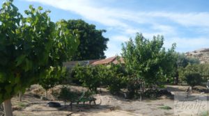 Estupenda finca de regadío en Caspe con almendros y frutales. en venta con agua y electricidad