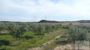 Estupenda finca de regadío en Caspe con almendros y frutales. en venta con agua y electricidad por 72.000€