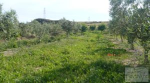 Detalle de Estupenda finca de regadío en Caspe con almendros y frutales. con agua y electricidad