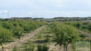 Estupenda finca de regadío en Caspe con almendros y frutales. en venta con agua y electricidad por 72.000€