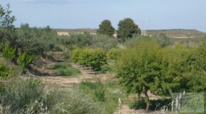 Estupenda finca de regadío en Caspe con almendros y frutales. para vender con agua y electricidad por 72.000€