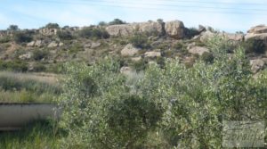 Se vende Estupenda finca de regadío en Caspe con almendros y frutales. con agua y electricidad