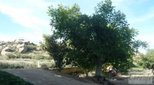 Foto de Estupenda finca de regadío en Caspe con almendros y frutales. con agua y electricidad por 72.000€