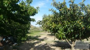 Vendemos Estupenda finca de regadío en Caspe con almendros y frutales. con agua y electricidad