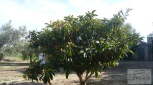 Foto de Estupenda finca de regadío en Caspe con almendros y frutales. en venta con agua y electricidad