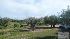 Estupenda finca de regadío en Caspe con almendros y frutales. en oferta con agua y electricidad por 72.000€