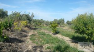 Estupenda finca de regadío en Caspe con almendros y frutales. en oferta con agua y electricidad