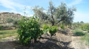 Foto de Estupenda finca de regadío en Caspe con almendros y frutales. en venta con agua y electricidad por 72.000€