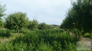 Se vende Estupenda finca de regadío en Caspe con almendros y frutales. con agua y electricidad por 72.000€