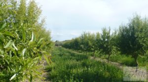 Estupenda finca de regadío en Caspe con almendros y frutales. a buen precio con agua y electricidad por 72.000€