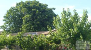 Se vende Estupenda finca de regadío en Caspe con almendros y frutales. con agua y electricidad por 72.000€