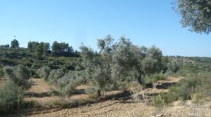 Olivar en Calaceite con masía tradicional. en venta