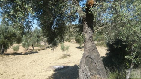 Olivar en Calaceite con masía tradicional.