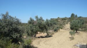 Olivar en Calaceite con masía tradicional. para vender