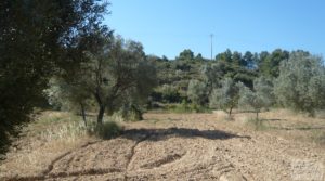 Foto de Olivar en Calaceite con masía tradicional. en venta