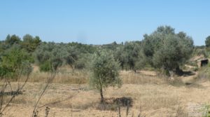 Olivar en Calaceite con masía tradicional. para vender