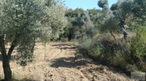 Vendemos Olivar en Calaceite con masía tradicional.