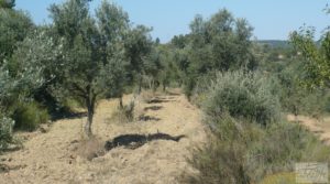 Foto de Olivar en Calaceite con masía tradicional.