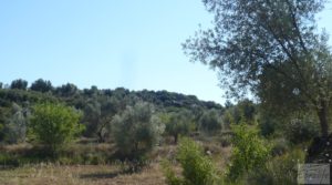 Foto de Olivar en Calaceite con masía tradicional. en venta