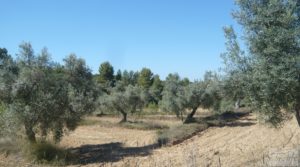 Foto de Olivar en Calaceite con masía tradicional. en venta