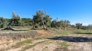 Foto de Olivar junto al río Matarraña en Mazaleón. en venta con buen acceso