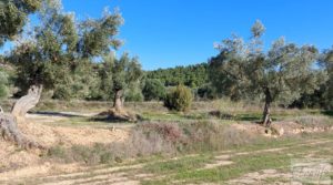 Detalle de Olivar junto al río Matarraña en Mazaleón. con buen acceso