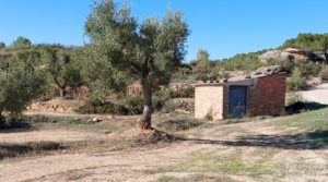 Olivar junto al río Matarraña en Mazaleón. para vender con buen acceso