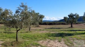 Vendemos Olivar junto al río Matarraña en Mazaleón. con buen acceso por 12.000€