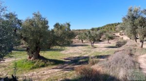 Olivar junto al río Matarraña en Mazaleón. para vender con buen acceso