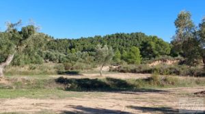 Se vende Olivar junto al río Matarraña en Mazaleón. con buen acceso por 12.000€