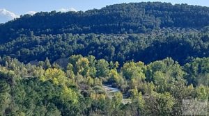 Olivar junto al río Matarraña en Mazaleón. en venta con buen acceso por 12.000€