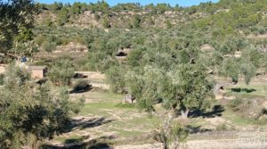 Se vende Olivar junto al río Matarraña en Mazaleón. con buen acceso