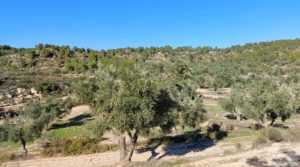 Olivar junto al río Matarraña en Mazaleón. en venta con buen acceso