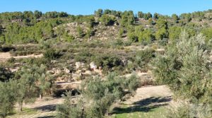 Foto de Olivar junto al río Matarraña en Mazaleón. en venta con buen acceso