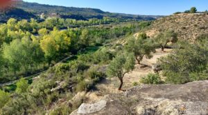 Se vende Olivar junto al río Matarraña en Mazaleón. con buen acceso por 12.000€