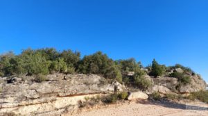 Detalle de Olivar junto al río Matarraña en Mazaleón. con buen acceso