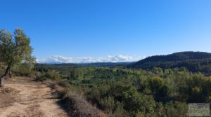 Vendemos Olivar junto al río Matarraña en Mazaleón. con buen acceso